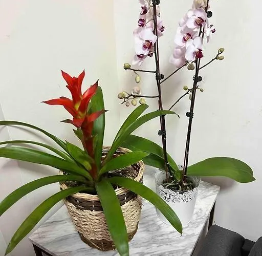 Penthouse Unit Near Airport Naia 公寓